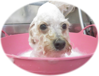 ホイップアロマ